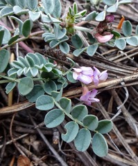 Astragalus cobrensis