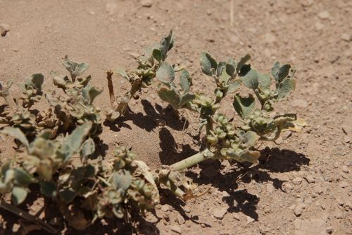 Image of Anastatica hierochuntica by (c) Olivier Argagnon, some rights reserved (CC BY)