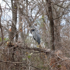 Ardea herodias