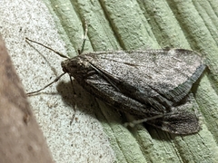 Alsophila