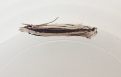 Erechthias stilbella