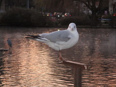 Chroicocephalus ridibundus