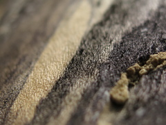 Stilbocrea gracilipes