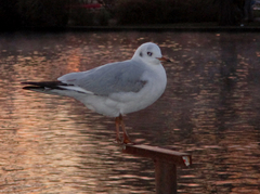Chroicocephalus ridibundus