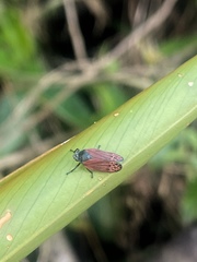 Mahanarva rubripennis
