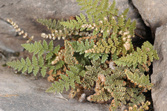 Myriopteris intertexta