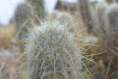 Oreocereus leucotrichus