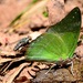 Common Green Charaxes - Photo (c) Leslie Flint, some rights reserved (CC BY-NC), uploaded by Leslie Flint