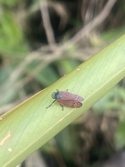 Mahanarva rubripennis