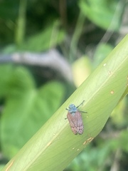 Mahanarva rubripennis