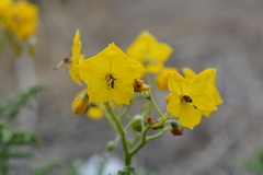 Solanum lycopersicoides