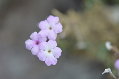 Verbena gynobasis