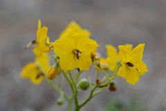 Solanum lycopersicoides