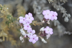 Verbena gynobasis