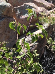 Rhus virens choriophylla