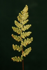 Myriopteris intertexta