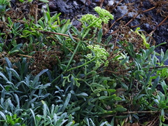 Crithmum maritimum image