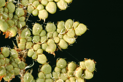 Myriopteris intertexta