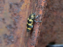 Castiarina imitator
