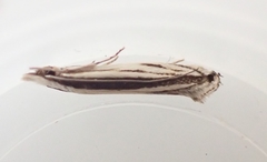 Erechthias stilbella