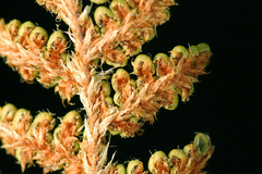 Myriopteris intertexta