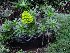 Aeonium arboreum subsp. holochrysum image