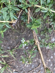 Lippia turbinata