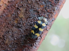 Castiarina imitator
