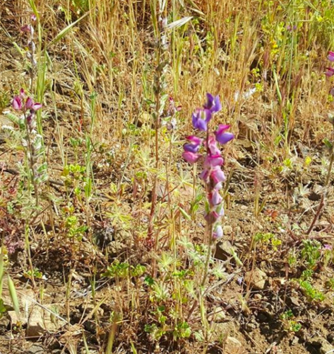 iNaturalist observation photo of Coulter's lupine