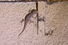 Hemidactylus flaviviridis