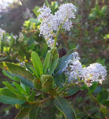 iNaturalist observation photo of greenbark ceanothus