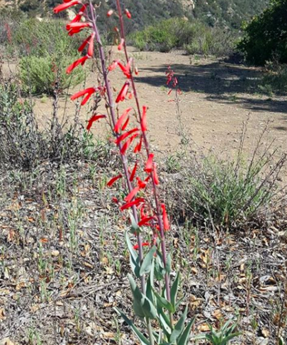 iNaturalist observation photo of scarlet bugler