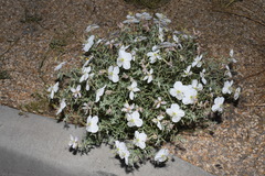Oenothera pallida runcinata