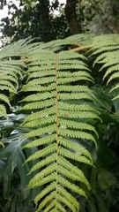 Sphaeropteris