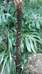 Sphaeropteris