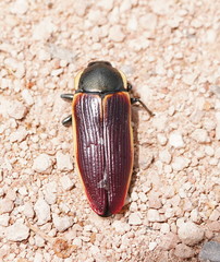 Temognatha flavomarginata