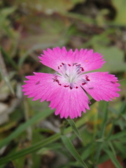 Dianthus caucaseus