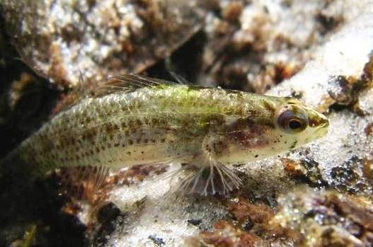 Okaloosa Darter