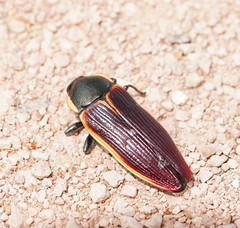 Temognatha flavomarginata