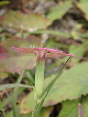 Dianthus caucaseus