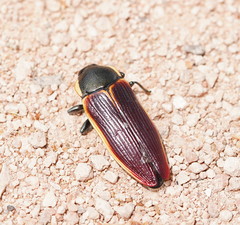 Temognatha flavomarginata