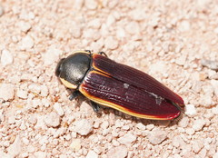 Temognatha flavomarginata