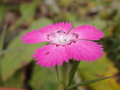 Dianthus caucaseus