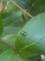 Chapoda