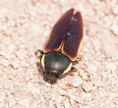 Temognatha flavomarginata