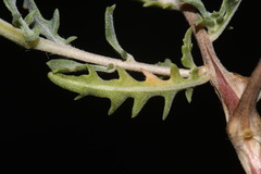 Oenothera pallida runcinata