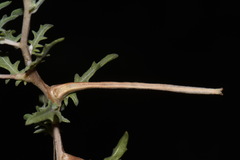 Oenothera pallida runcinata