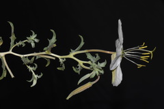 Oenothera pallida runcinata