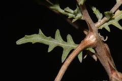 Oenothera pallida runcinata