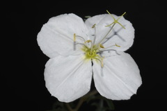 Oenothera pallida runcinata